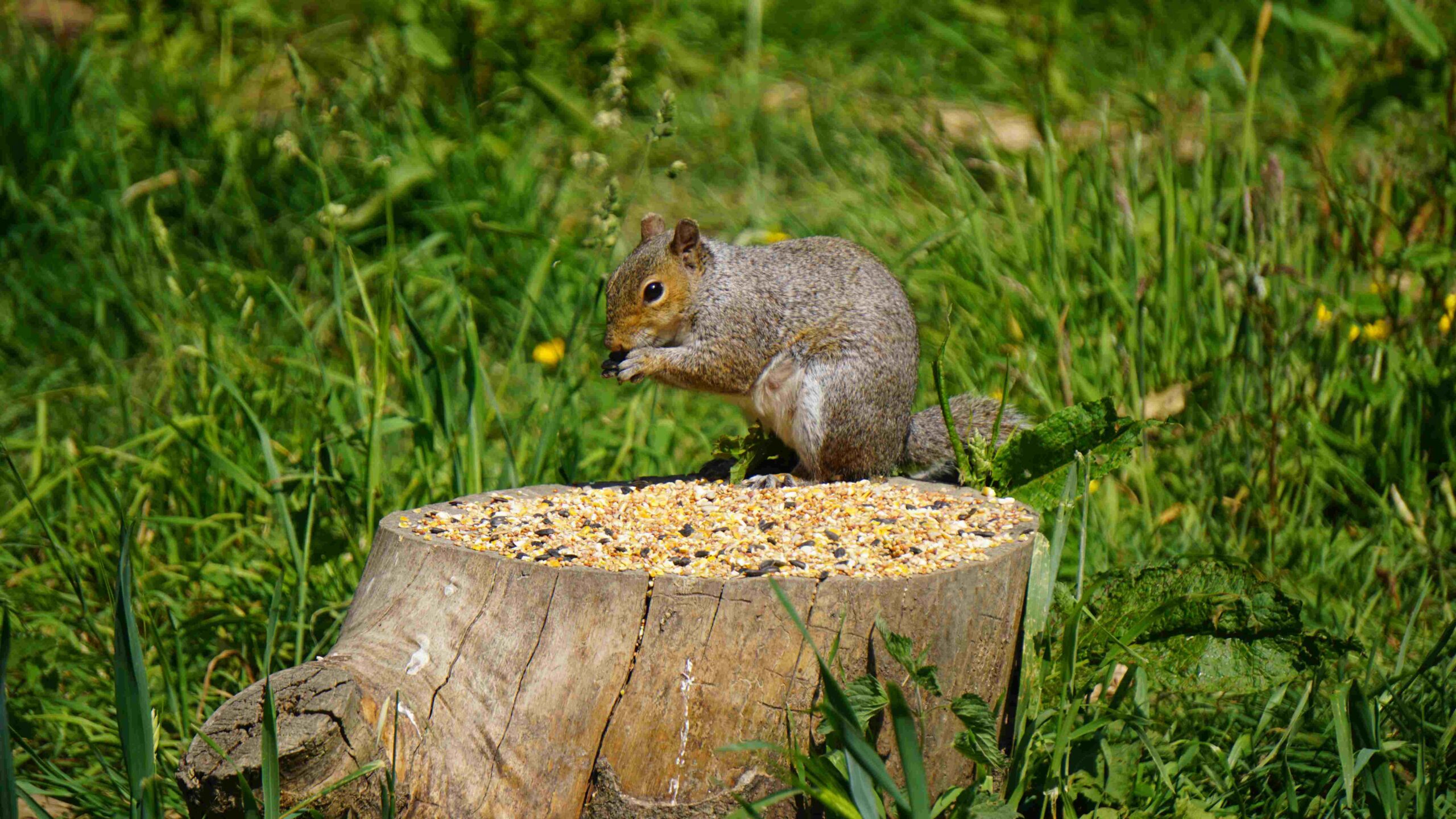 Squirrel eating seeds on tree stump